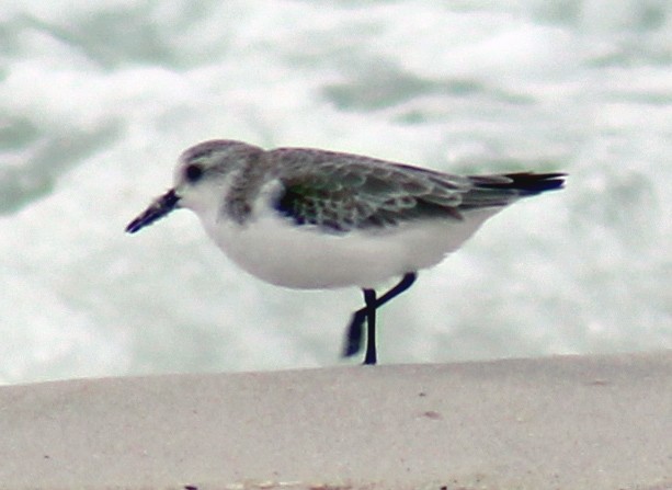 Sanderling - ML502813951