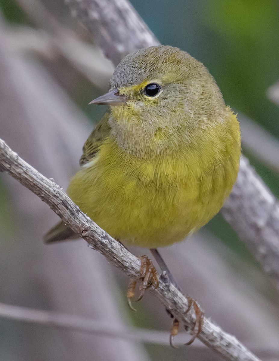 Orange-crowned Warbler - Chris Tosdevin