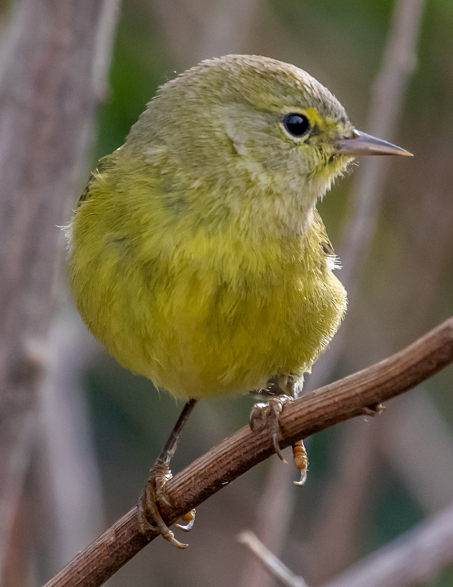 Orange-crowned Warbler - ML502815671