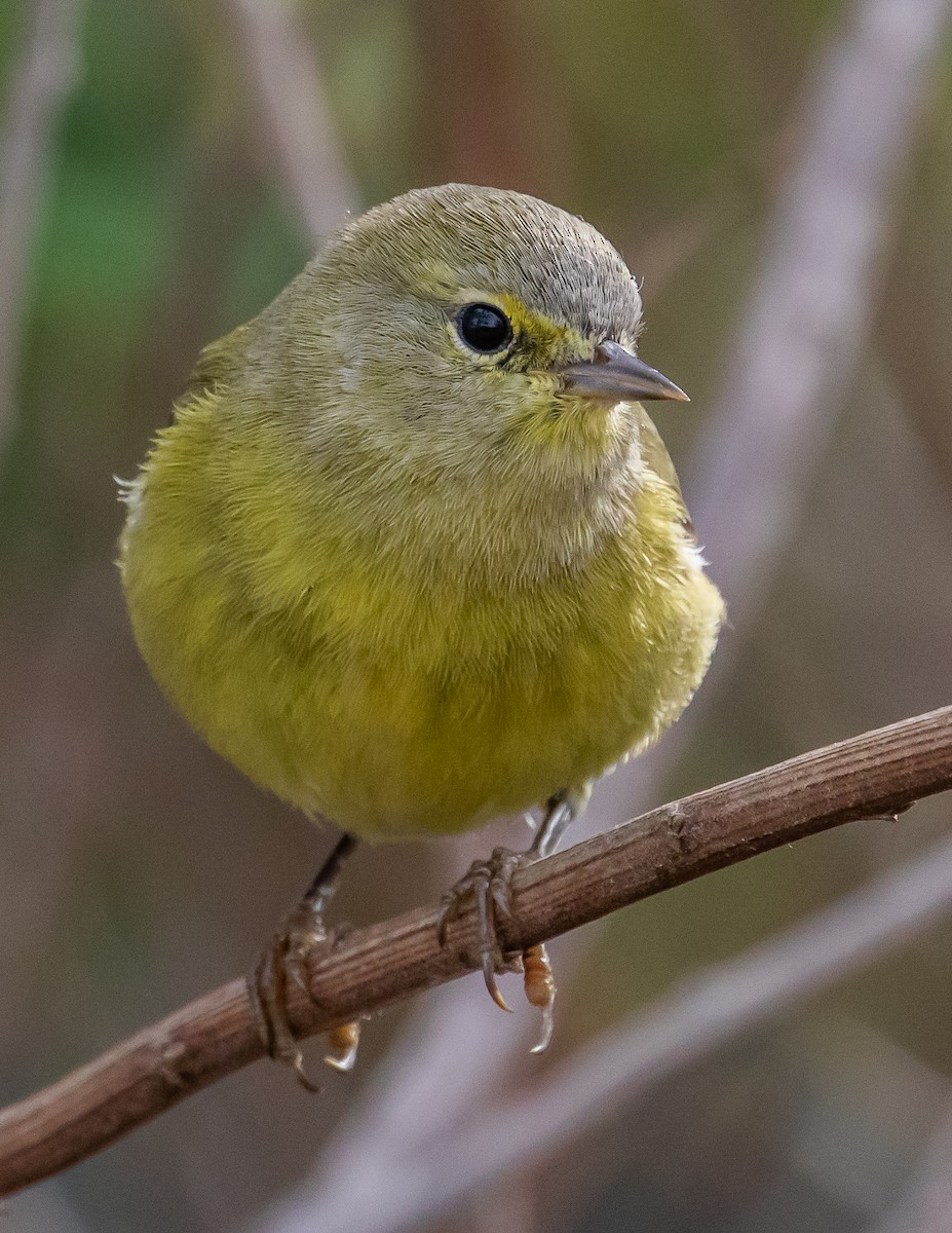 Orange-crowned Warbler - ML502815681