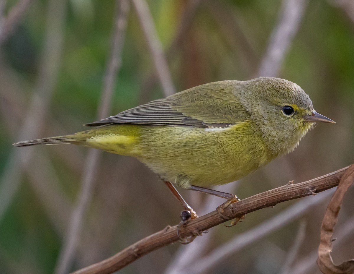 Orange-crowned Warbler - Chris Tosdevin