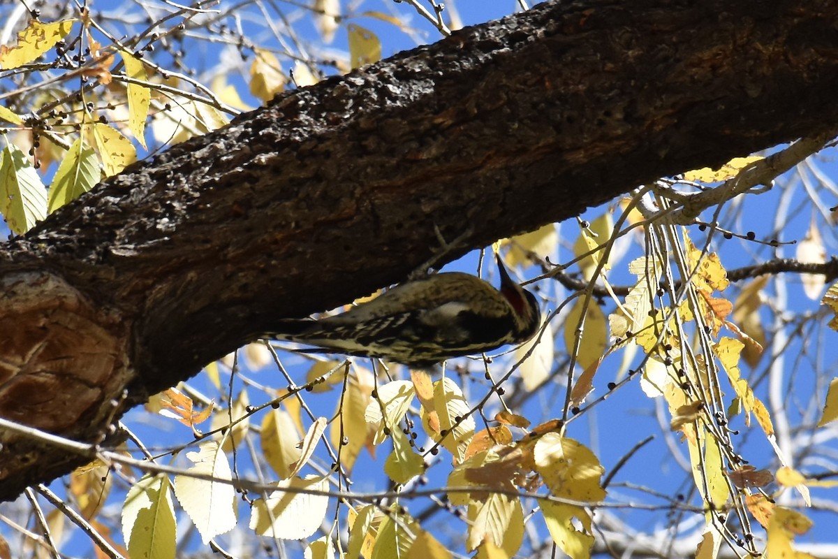 Red-naped Sapsucker - Jason Leduc