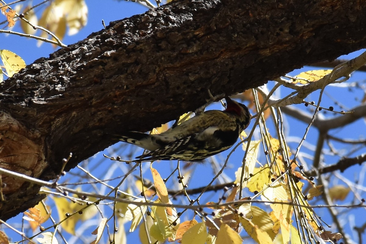 Red-naped Sapsucker - Jason Leduc