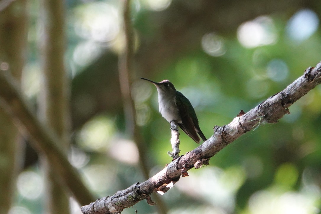 Wedge-tailed Sabrewing - ML502818101