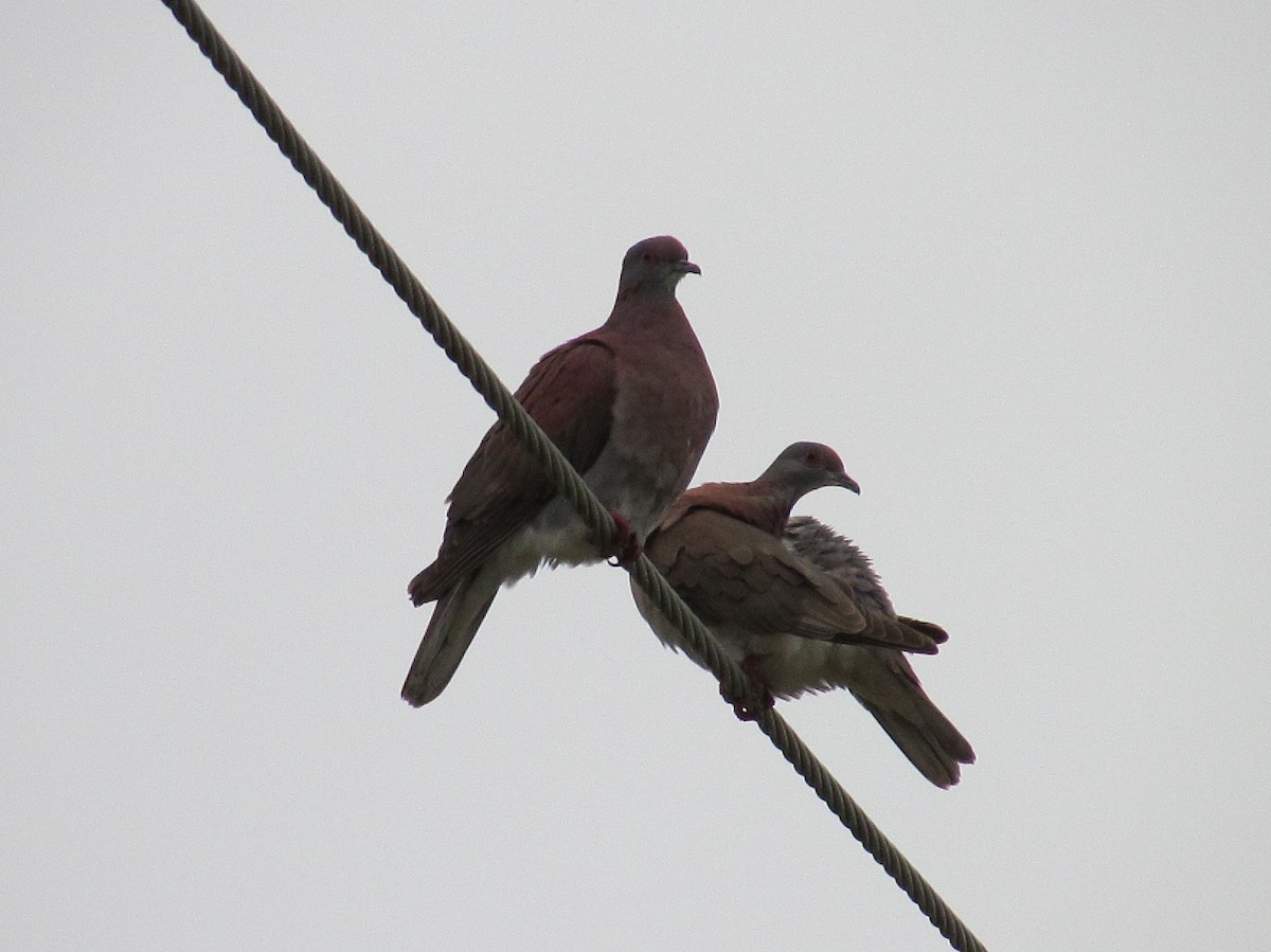 Pale-vented Pigeon - ML502818221