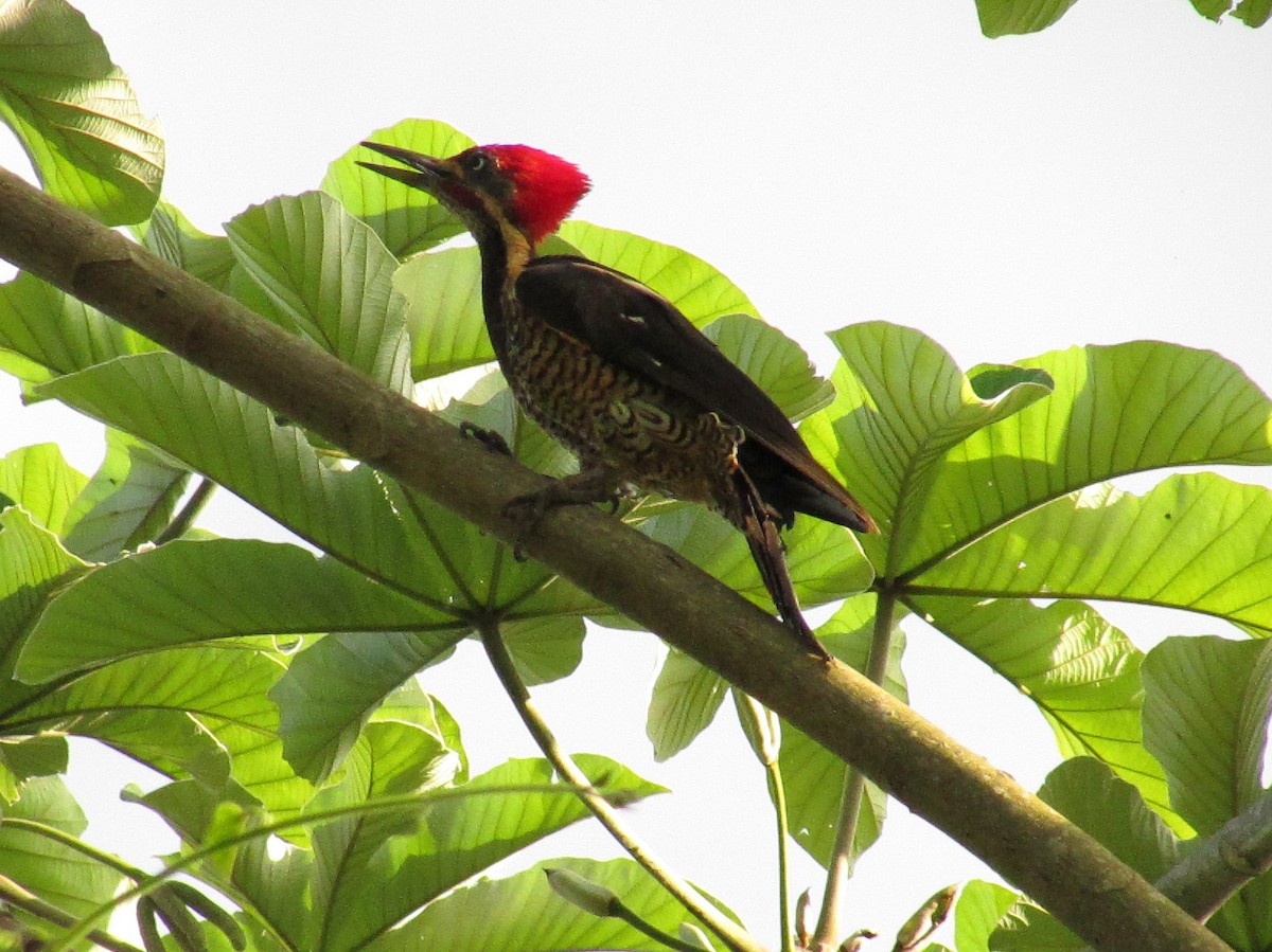 Lineated Woodpecker - Sean Christensen