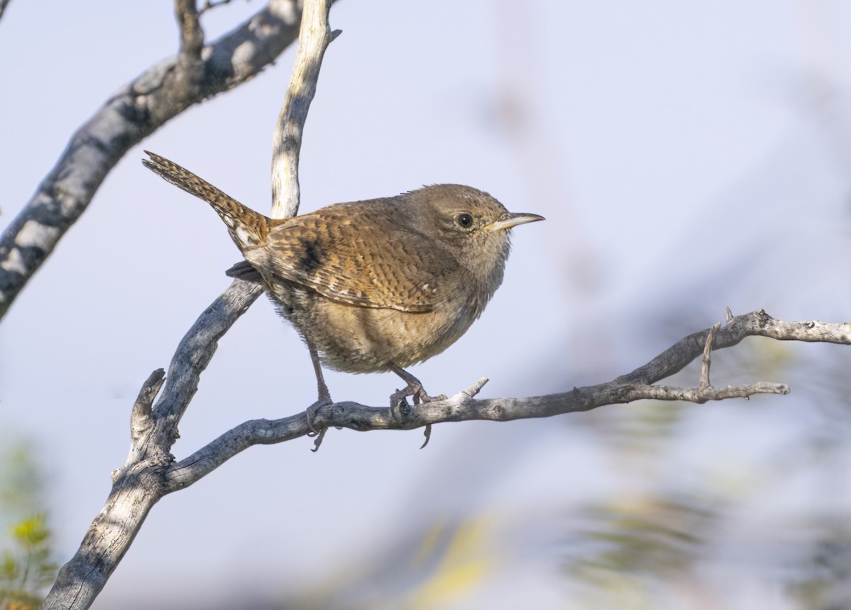 House Wren - Nirmal Khandan