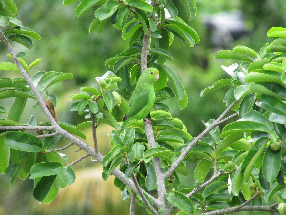 Green-rumped Parrotlet - ML502818971