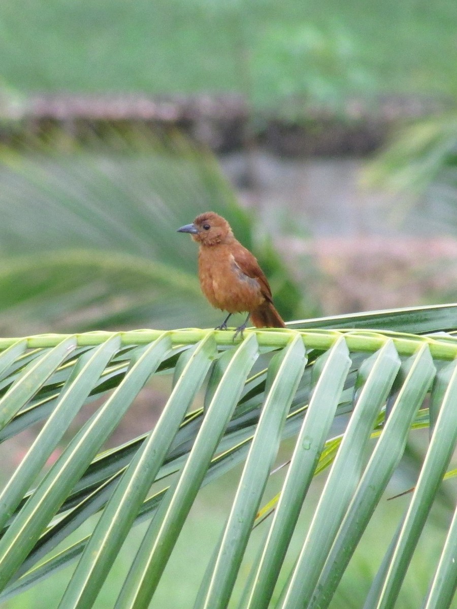 White-lined Tanager - ML502819091