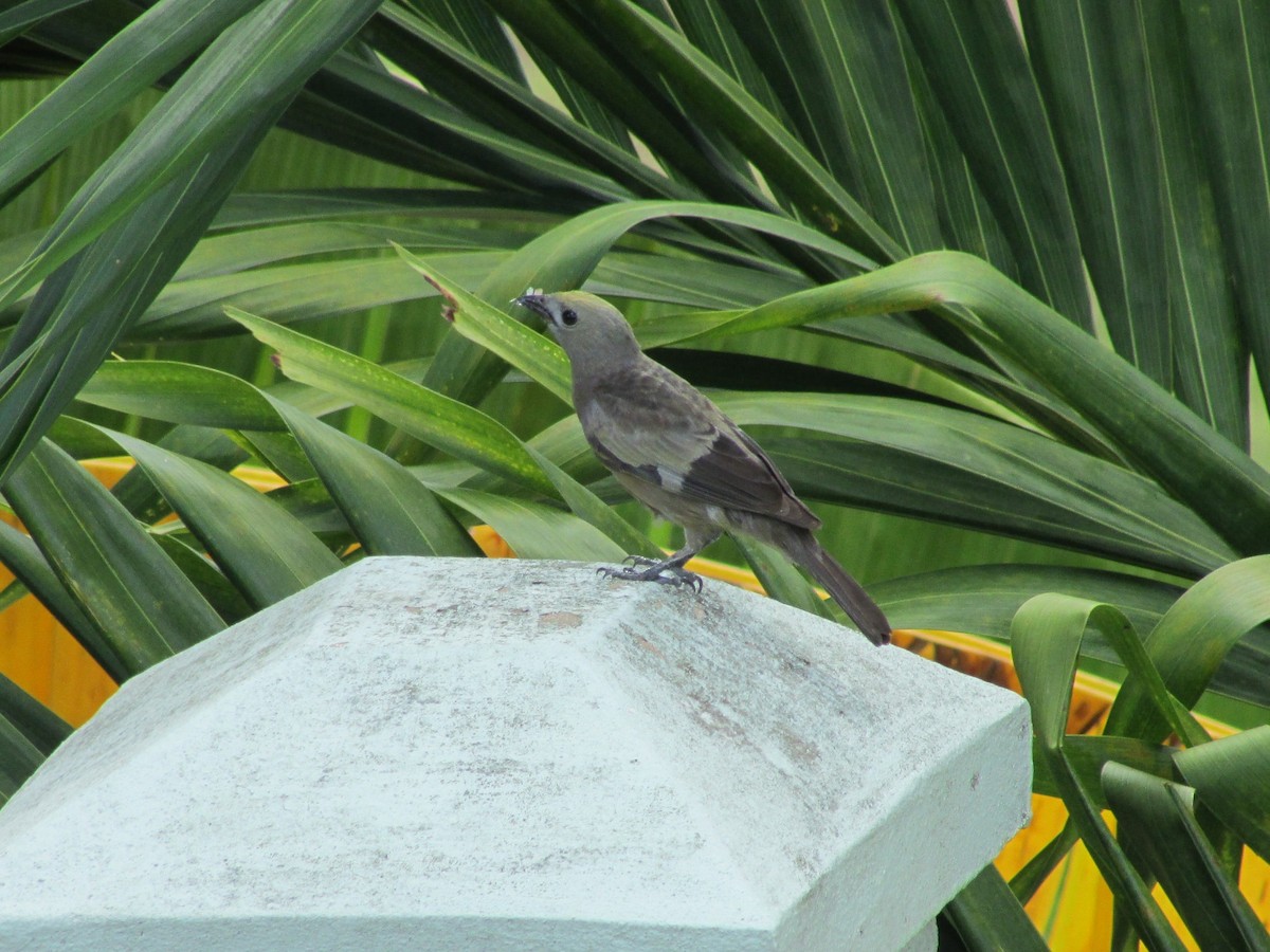 Palm Tanager - Sean Christensen