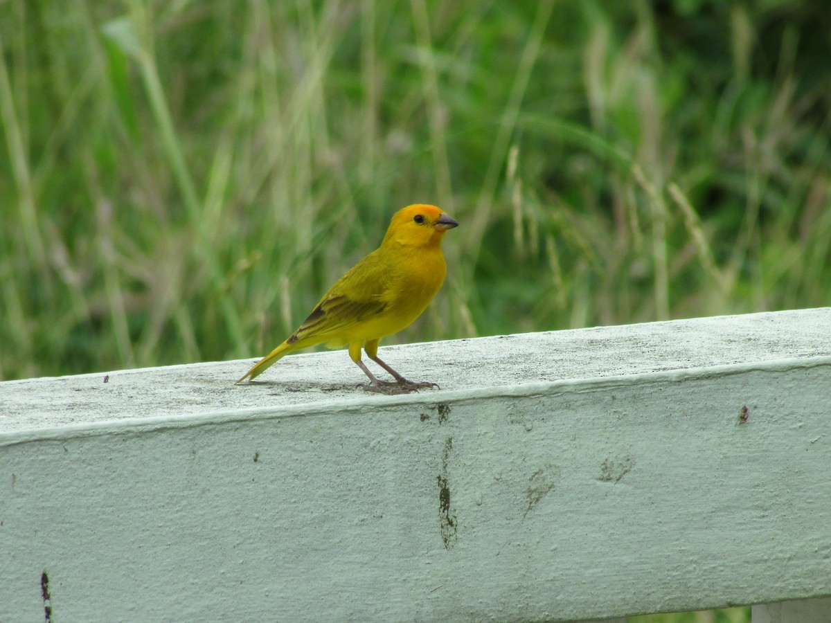 Saffron Finch - Sean Christensen