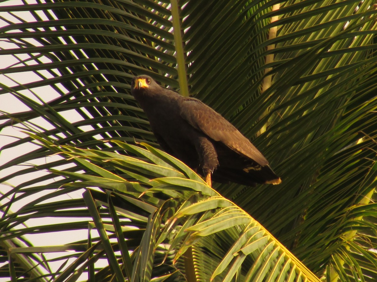 Common Black Hawk - ML502819761