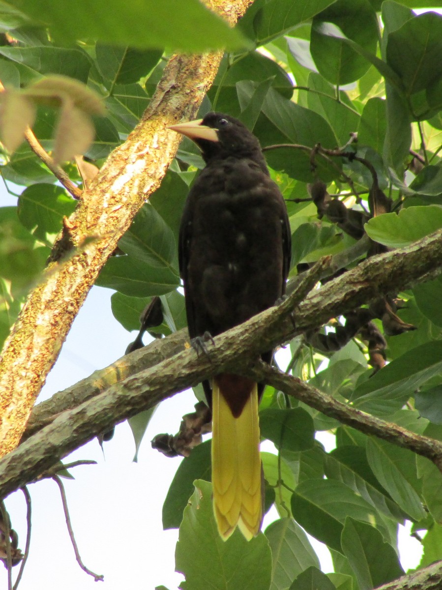 Crested Oropendola - ML502820031