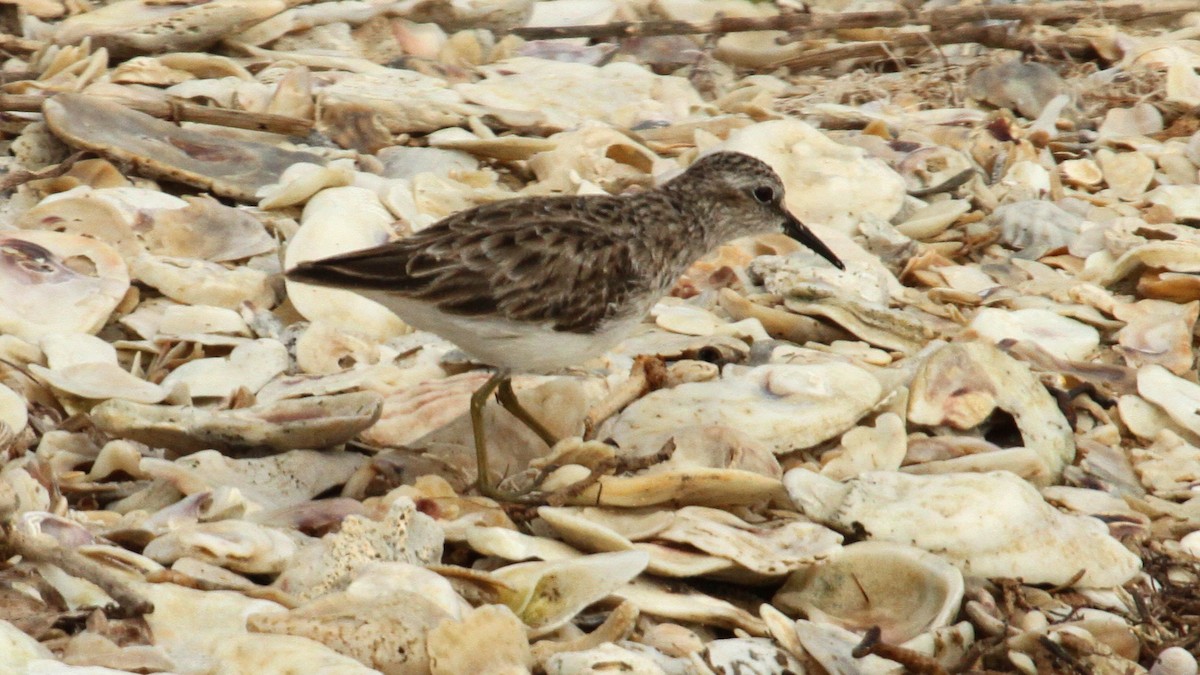 Least Sandpiper - ML50282121