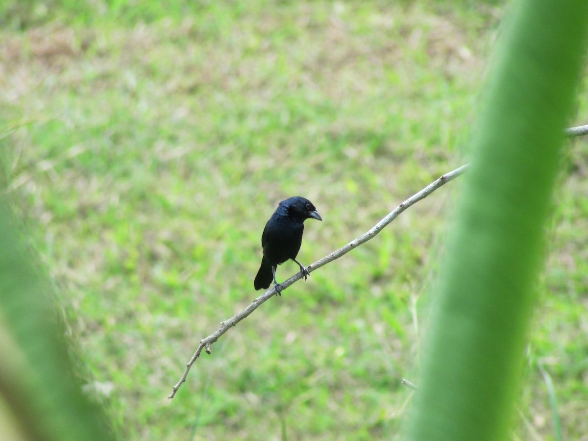 Blue-black Grassquit - Sean Christensen