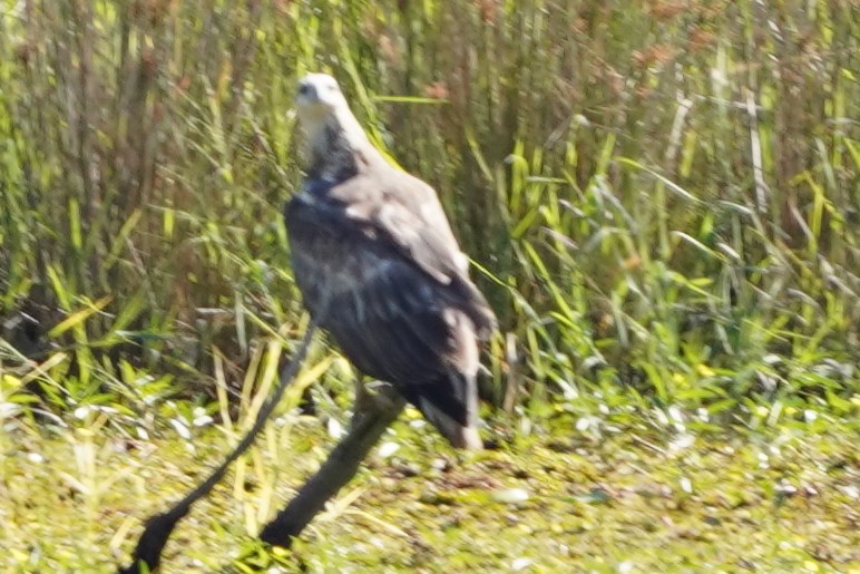 White-bellied Sea-Eagle - ML502822481