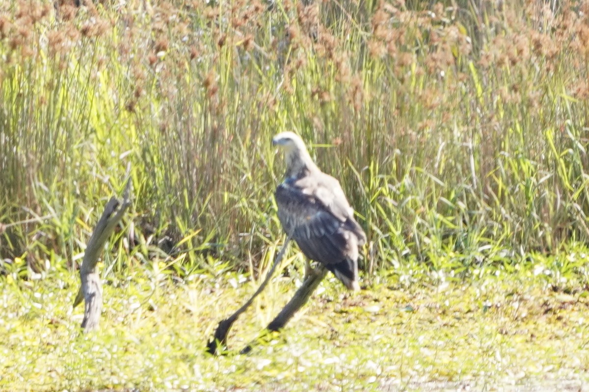 White-bellied Sea-Eagle - ML502822511