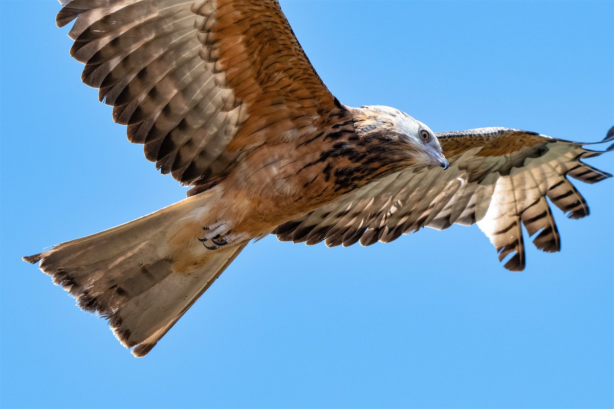 Square-tailed Kite - ML502823511