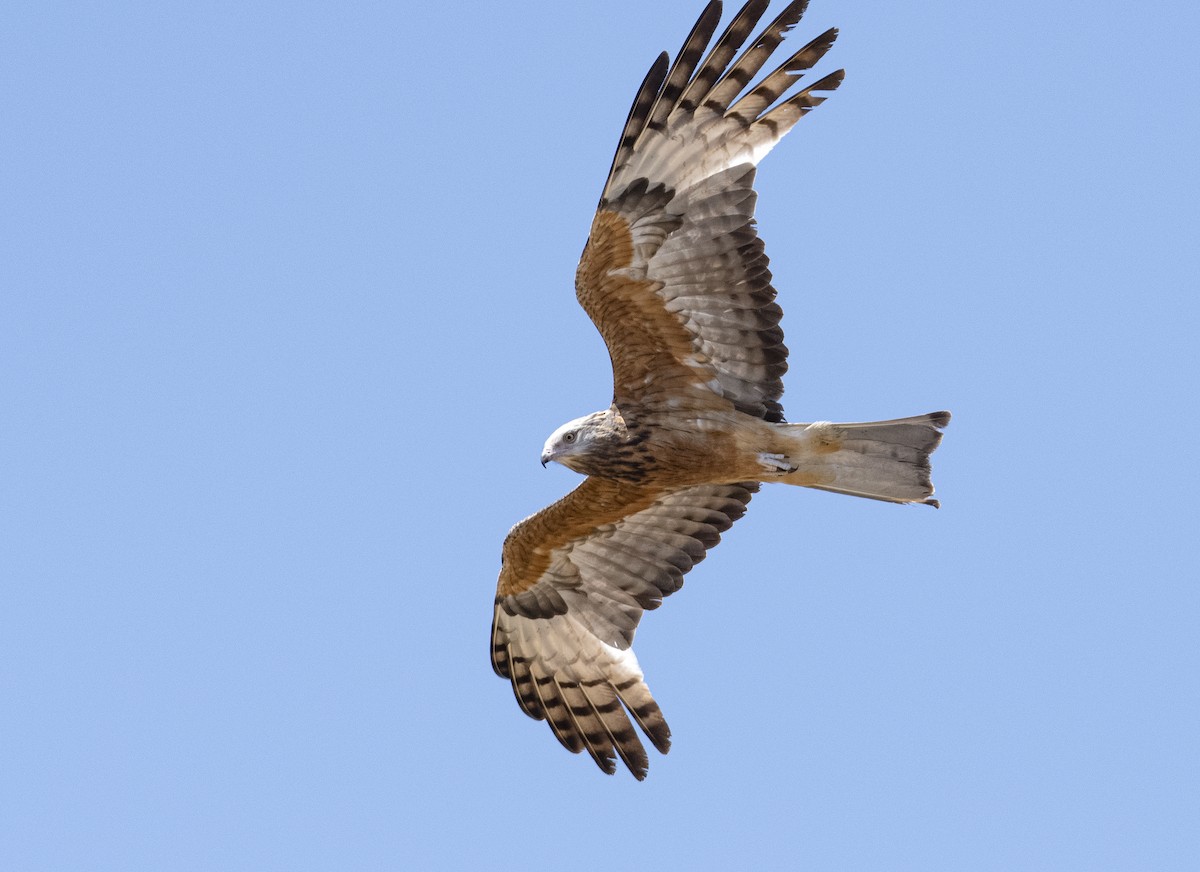 Square-tailed Kite - Michael Daley