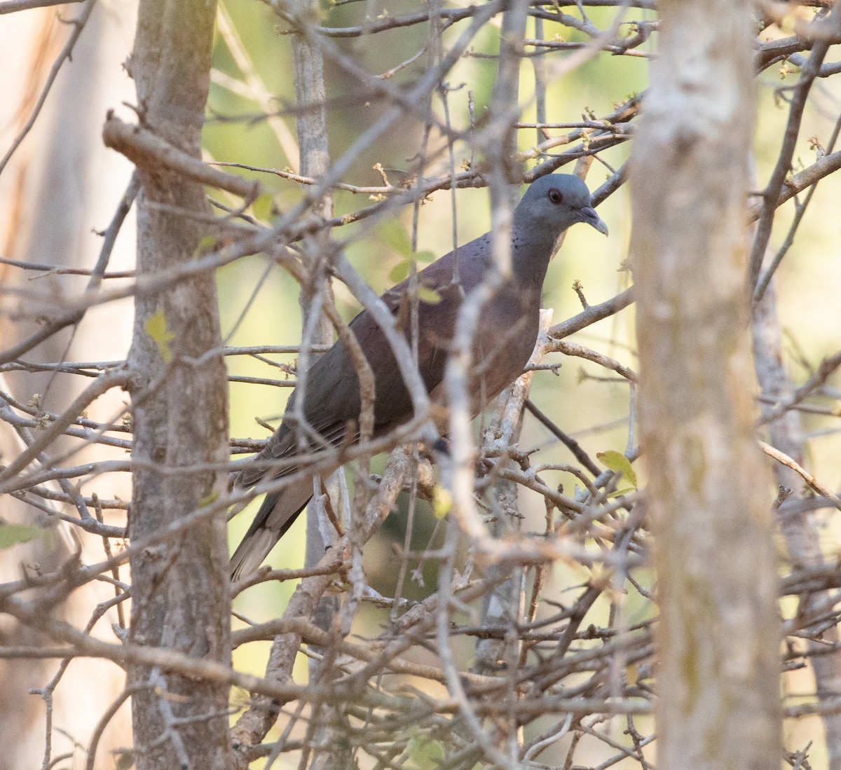 Мадагаскарский голубь - ML502827991