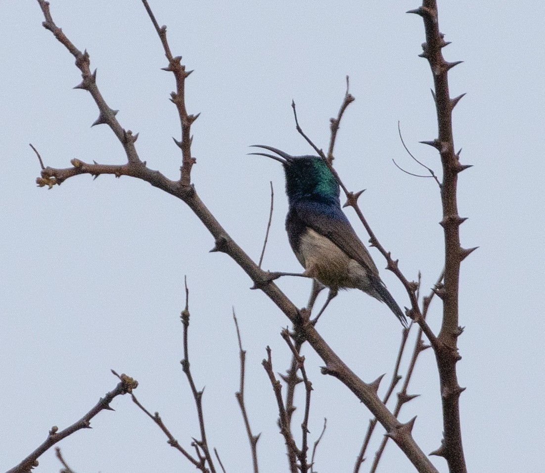 Souimanga Sunbird - ML502828261