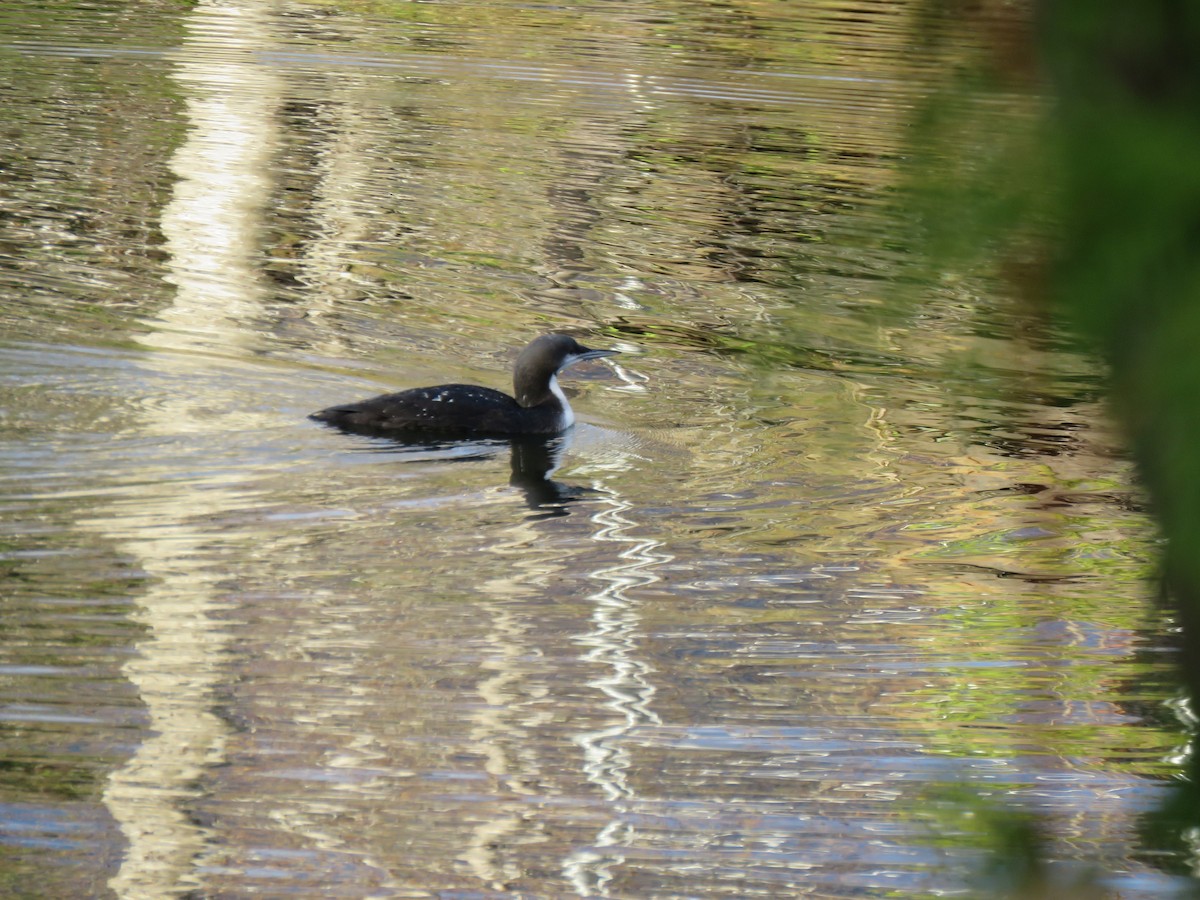 Common Loon - ML502828661