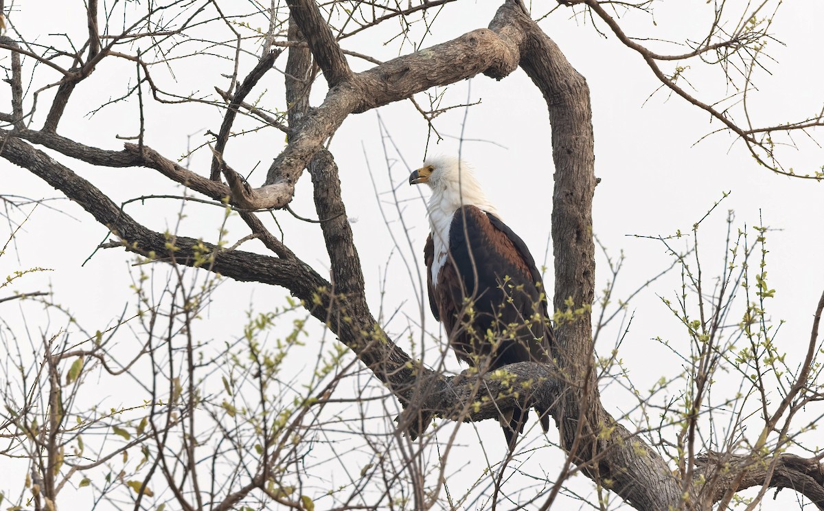 African Fish-Eagle - ML502828961