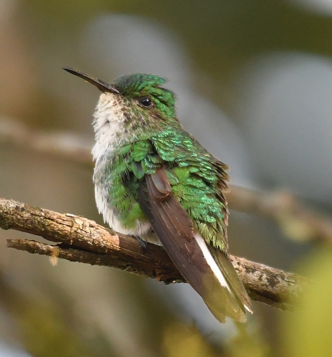 White-tailed Emerald - Daniel Murphy