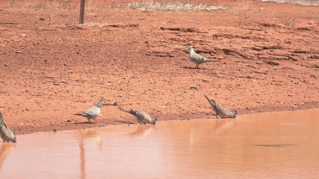 Crested Pigeon - ML502830611