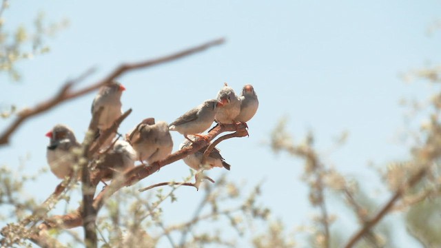 פרושית זברה (אוסטרליה) - ML502831271