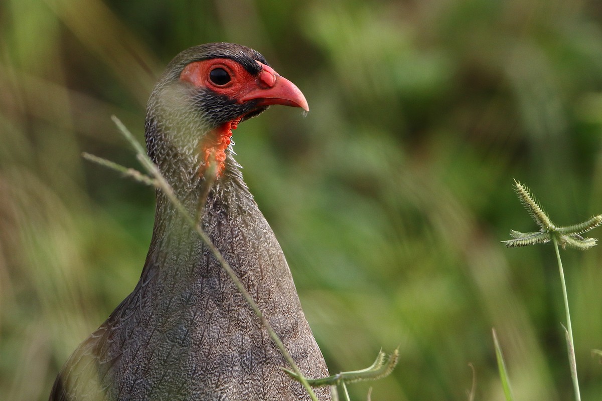 Red-necked Spurfowl (Cranch's) - ML502831291