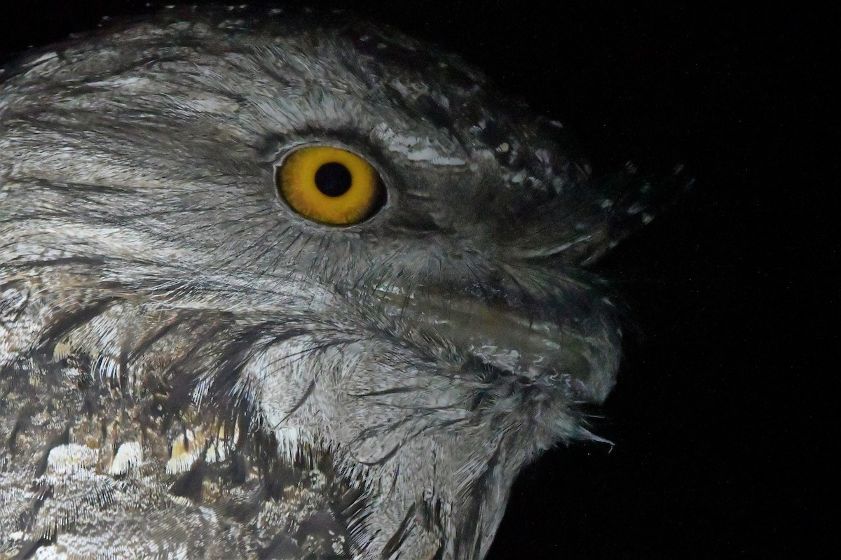 Tawny Frogmouth - Sam Adams