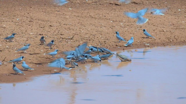 Masked Woodswallow - ML502832311