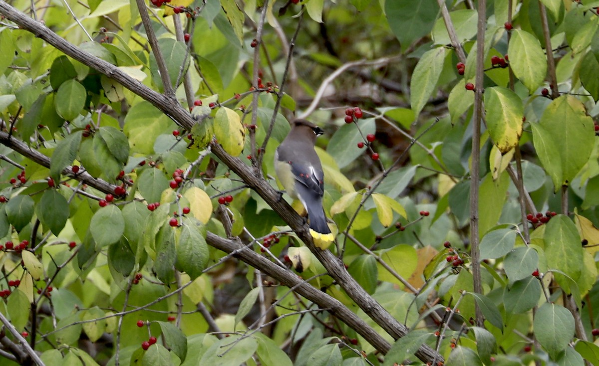 Cedar Waxwing - ML502832711