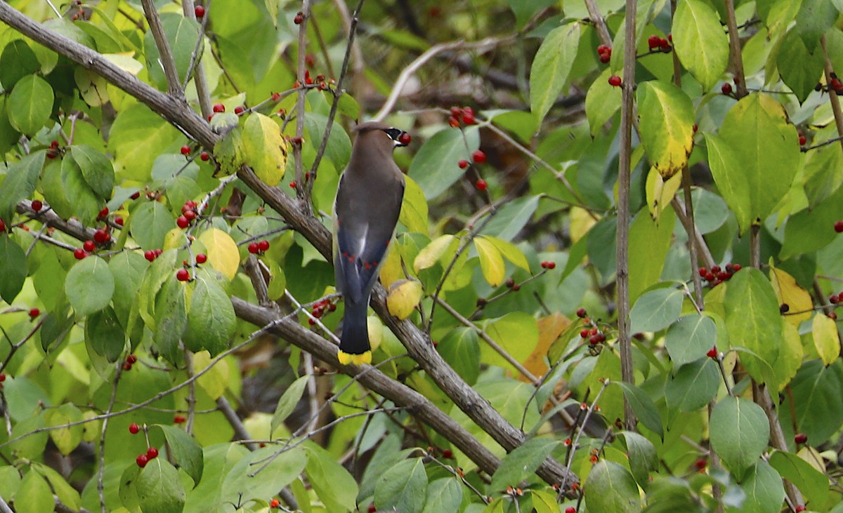 Cedar Waxwing - ML502832741