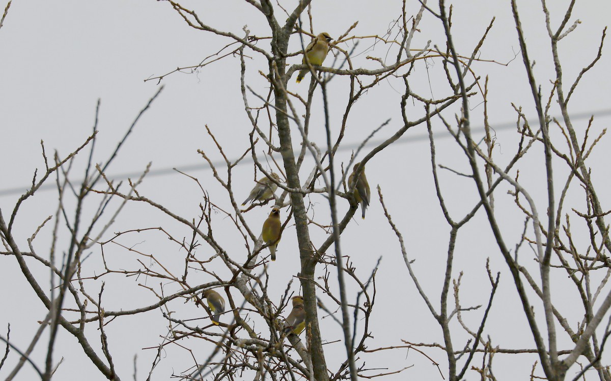 Cedar Waxwing - ML502832851