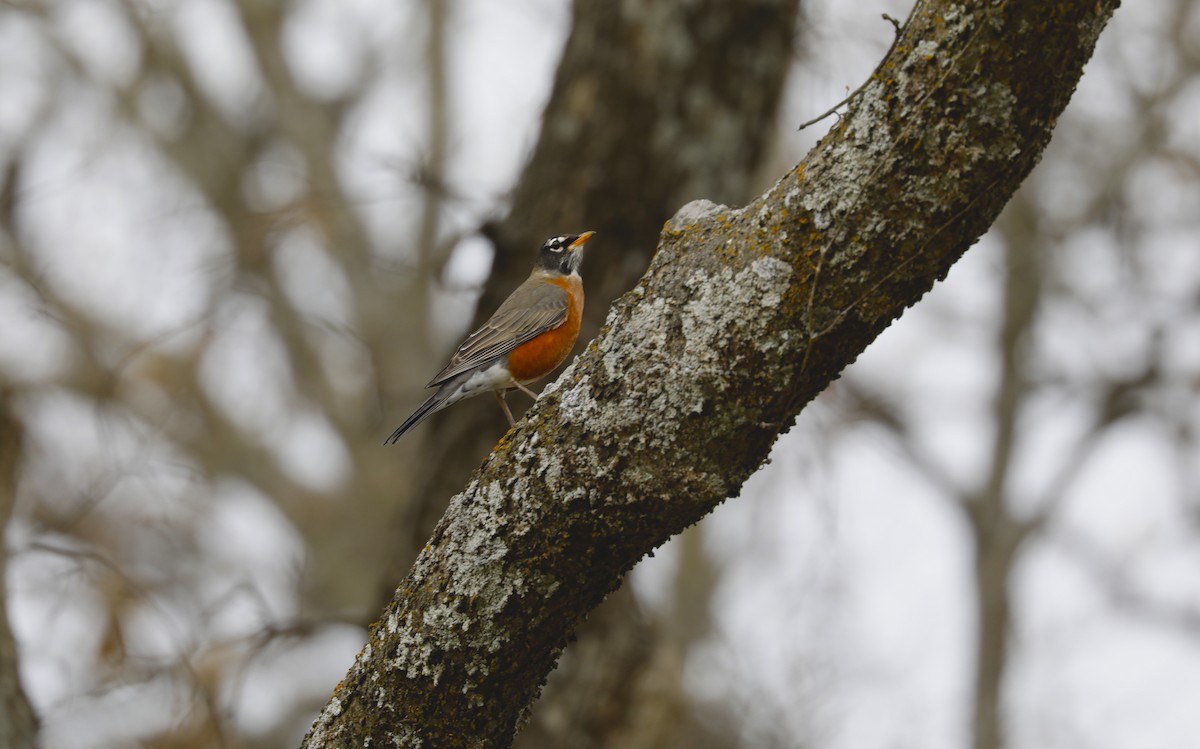 American Robin - ML502832891