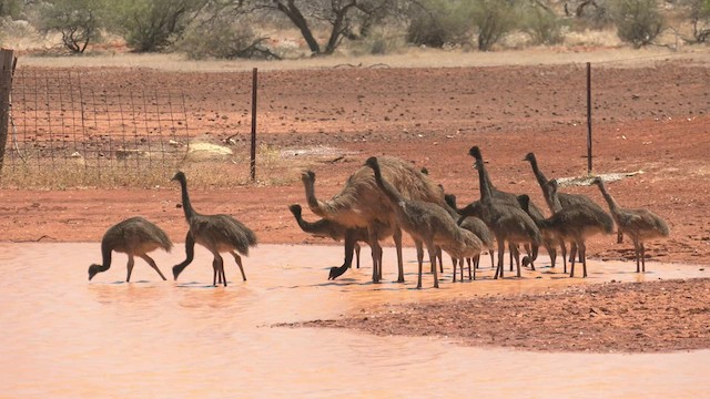 emu hnědý - ML502833071