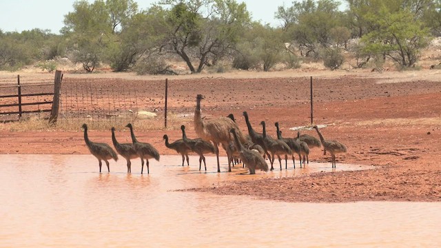 emu hnědý - ML502833091