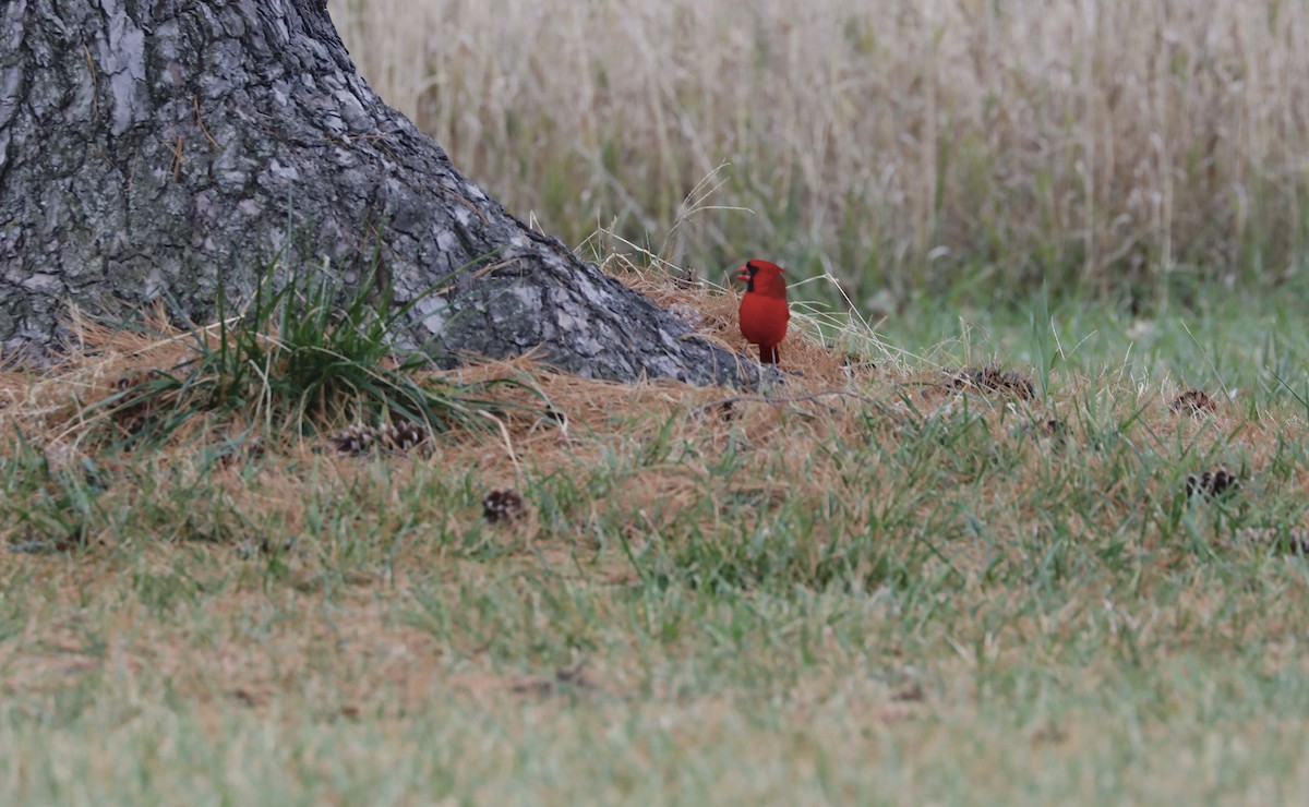 Northern Cardinal - ML502833111