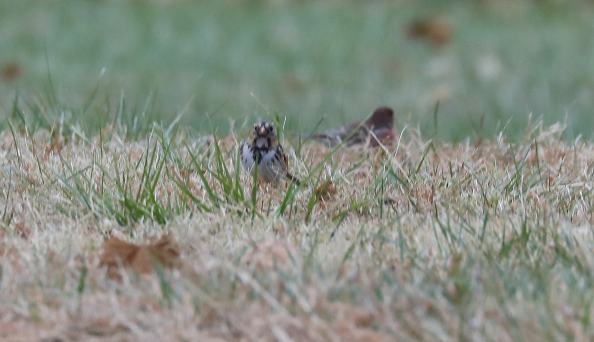 Harris's Sparrow - ML502833231