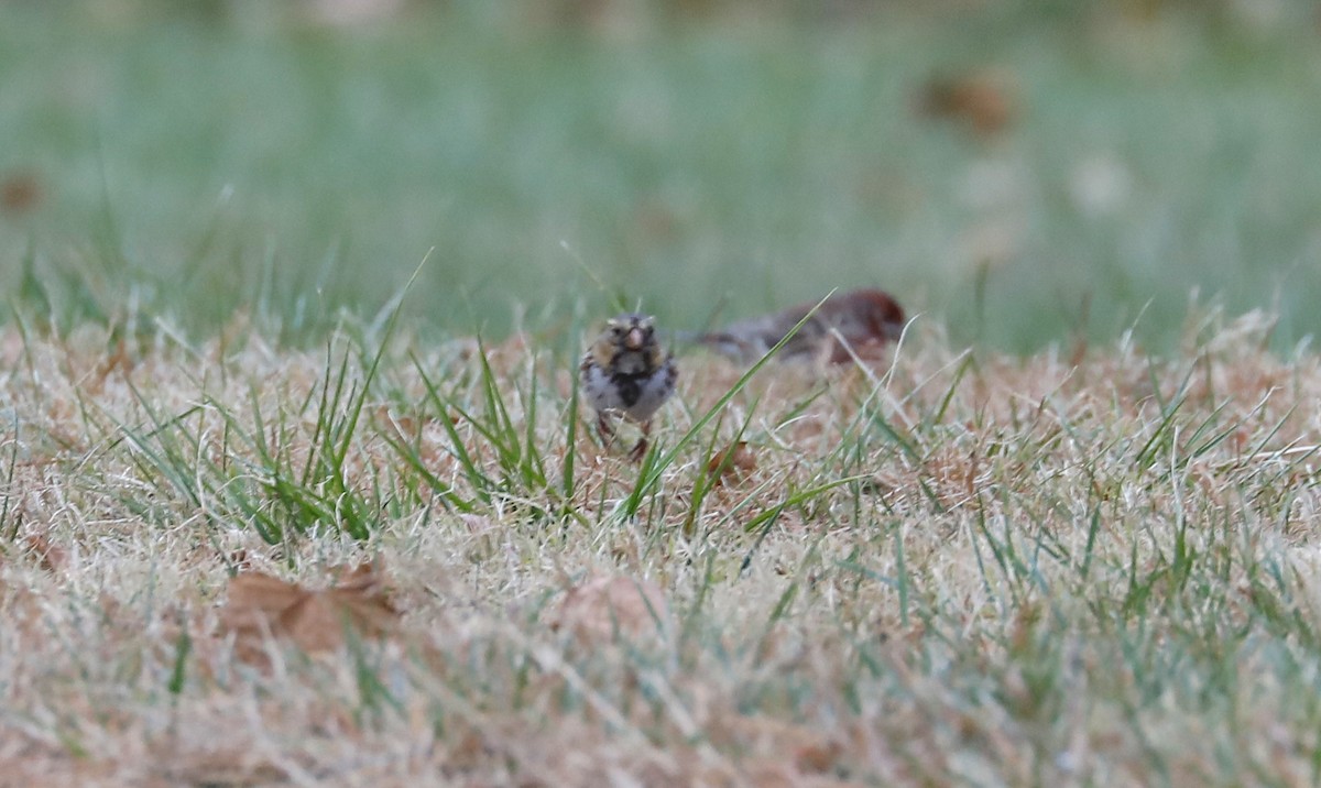 Harris's Sparrow - ML502833261