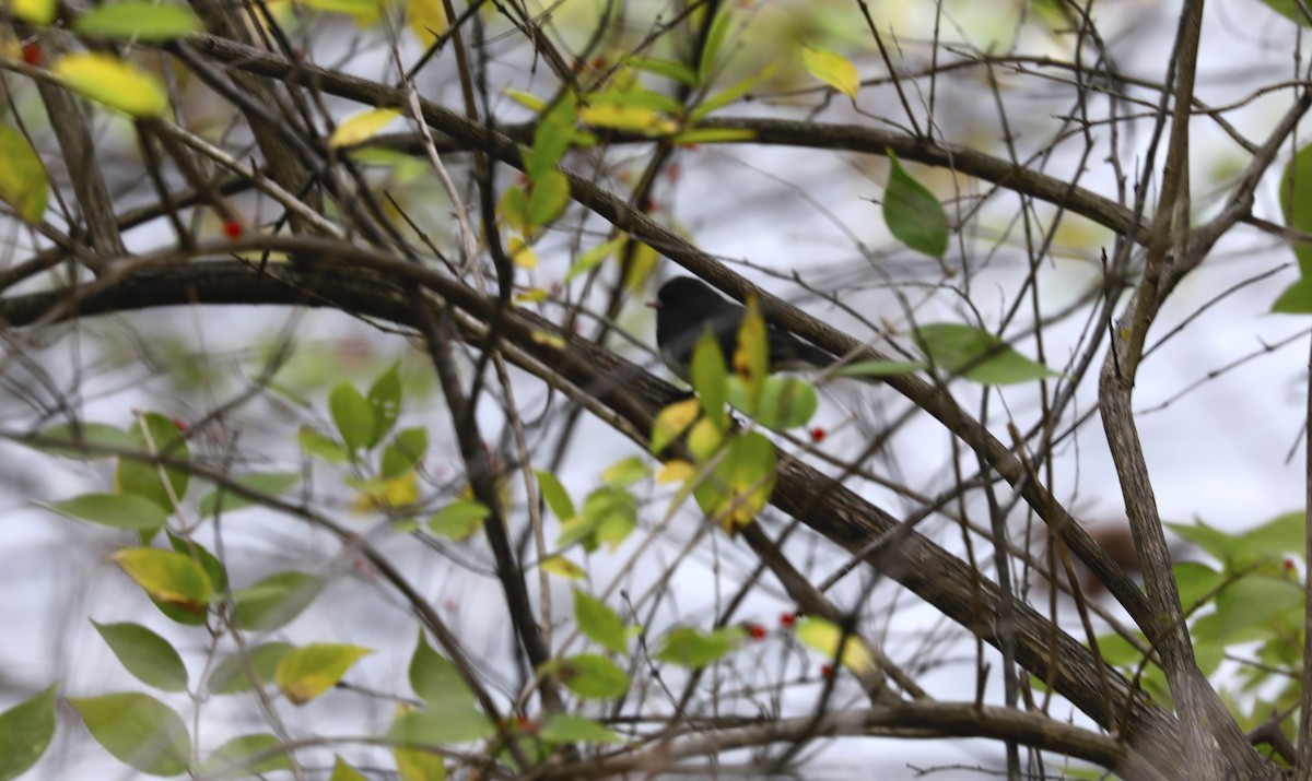 Junco Ojioscuro - ML502833311