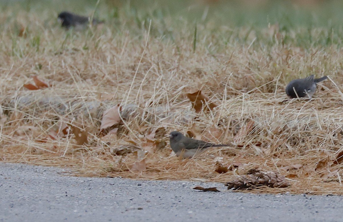 Dark-eyed Junco - ML502833371