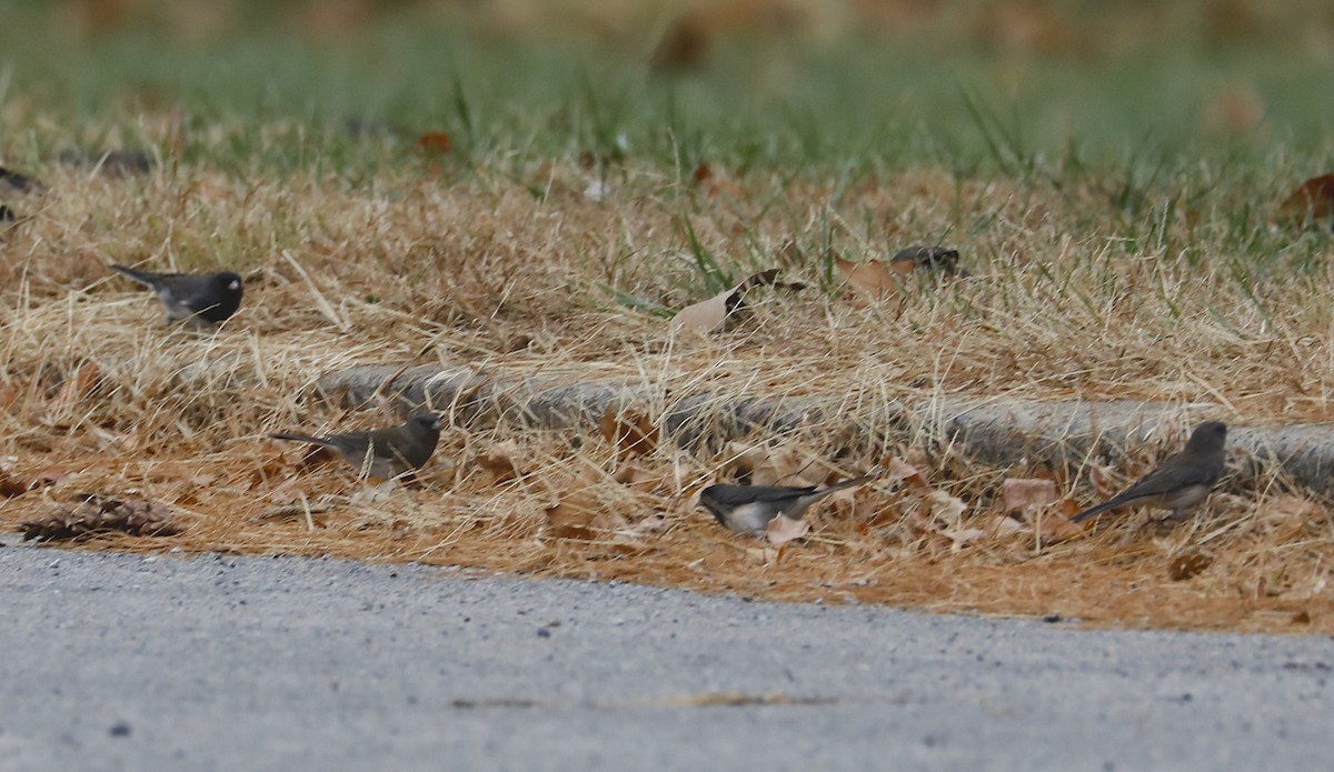 Dark-eyed Junco - ML502833401