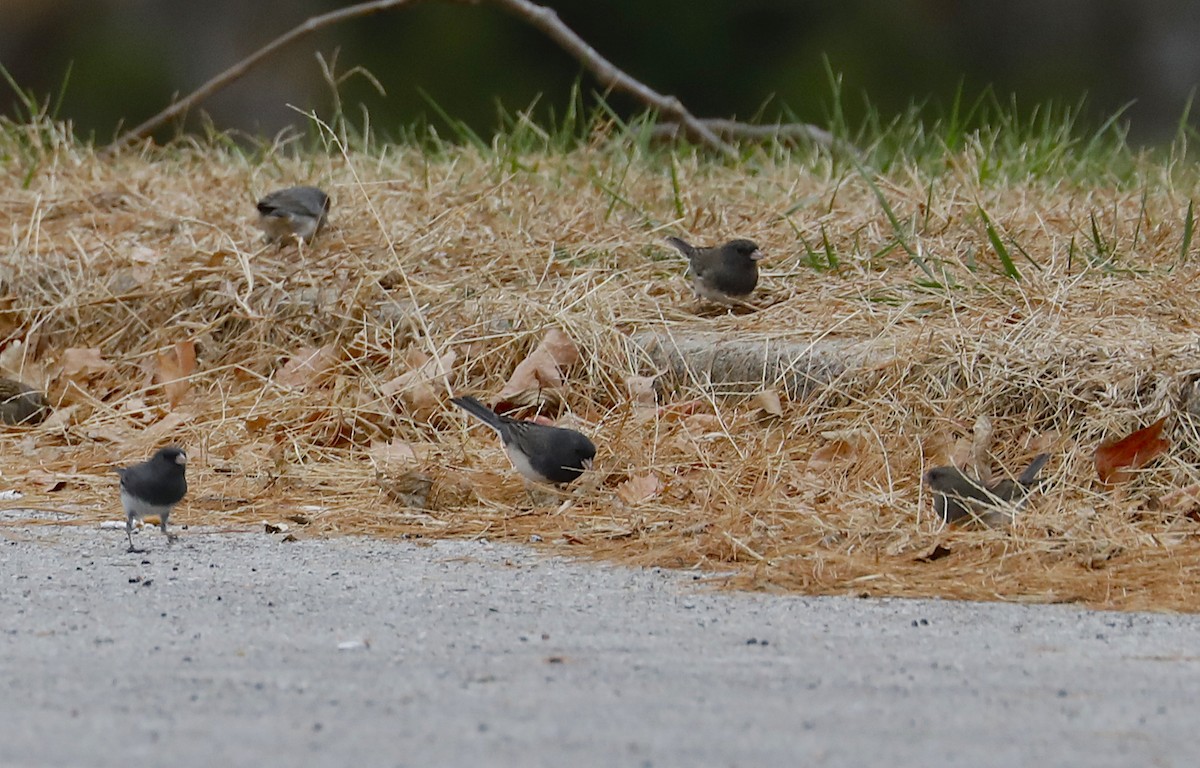 Junco Ojioscuro - ML502833441