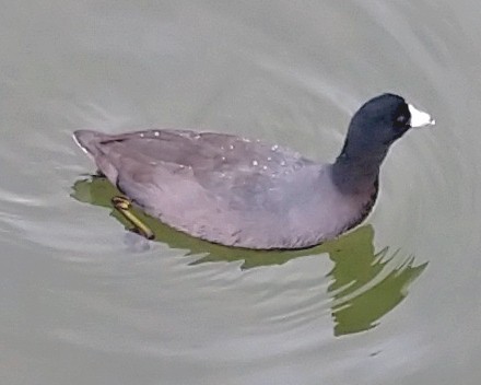 American Coot - ML502834211