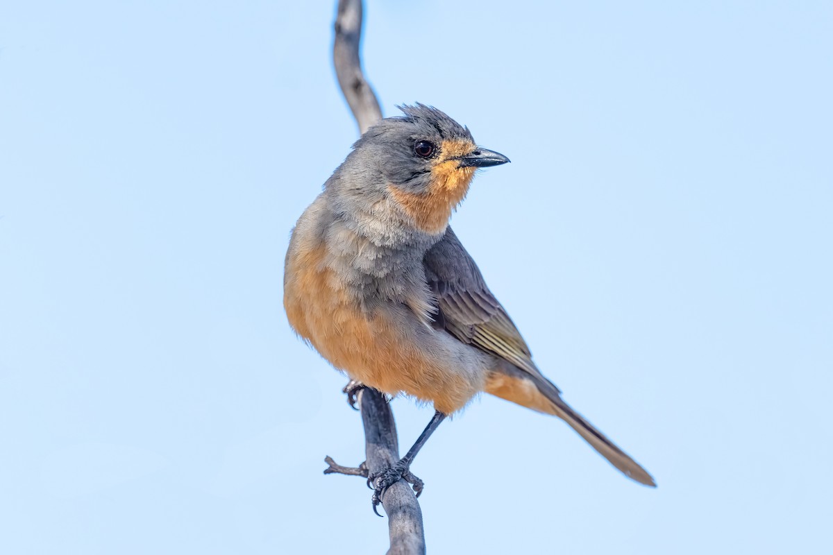 Red-lored Whistler - ML502834581