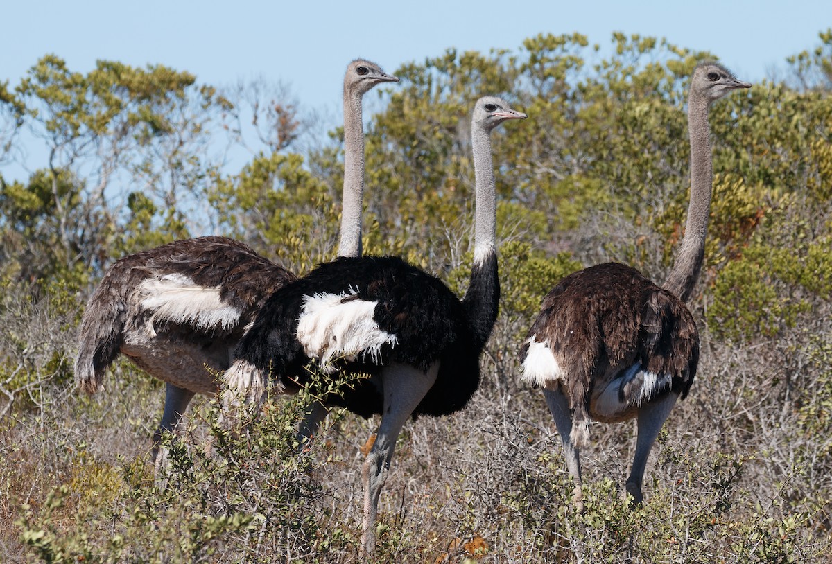 Common Ostrich - ML50283481