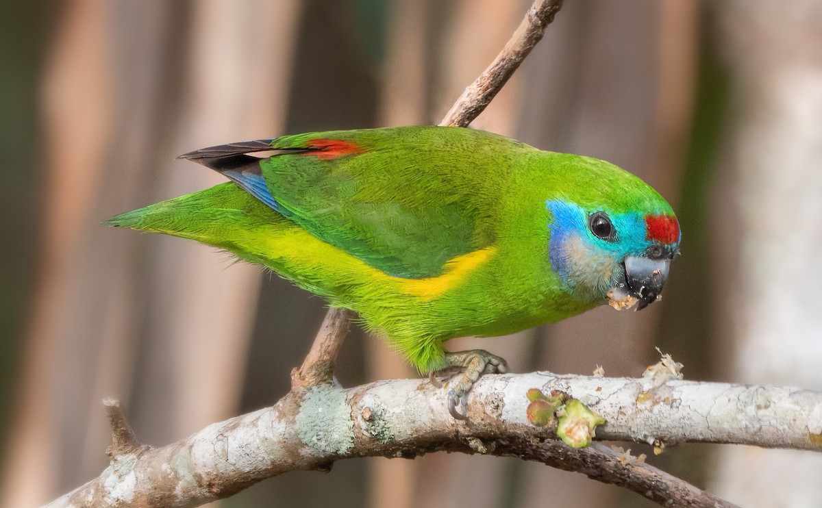 Double-eyed Fig-Parrot - Julie Clark